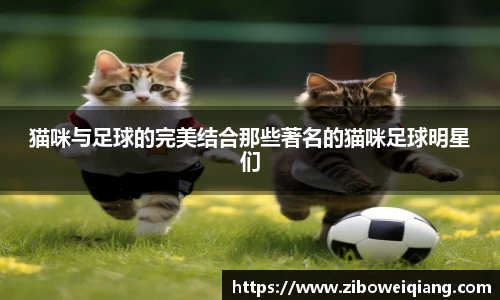 猫咪与足球的完美结合那些著名的猫咪足球明星们